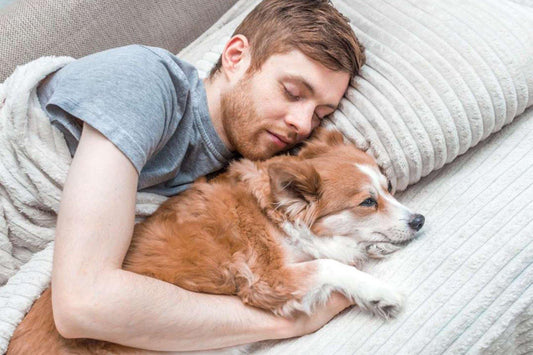 7 Secret Health Benefits Of Sleeping With Dogs - SleepCosee